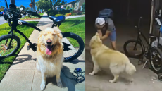 Σαν Ντιέγκο: Συνελήφθη ο διαρρήκτης που έγινε viral για τα... χάδια του στον σκύλο του σπιτιού που «ξάφριζε»