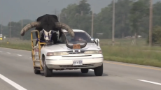 Κυκλοφορούσε σε αυτοκινητόδρομο της Νεμπράσκα με συνοδηγό έναν πελώριο... ταύρο - Δείτε βίντεο