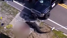  Φλόριντα: Σε 41χρονη άστεγη ανήκει η σορός που εθεάθη να σέρνει μεγάλος αλιγάτορας