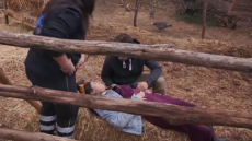 Η Φάρμα: Σοβαρό ατύχημα για τη Μαρίλια - Τη χτύπησε άλογο, την πήρε ασθενοφόρο