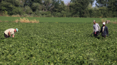 ΔΥΠΑ: Ξεκινούν οι αιτήσεις για τον δ΄ κύκλο του ειδικού προγράμματος απασχόλησης ρητινεργατών
