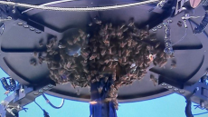 Απίστευτο περιστατικό στο Indian Wells - Σμήνος μελισσών διάκοψε τον αγώνα του Αλκαράθ με τον Ζβέρεφ - Βίντεο