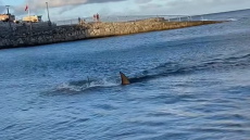 Κανάρια Νησιά: Καρχαρίας πλησιάζει απειλητικά παραλία και προκαλεί πανικό στους λουόμενους - Δείτε βίντεο 