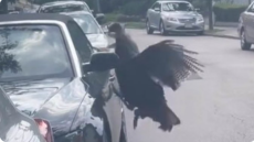 ΗΠΑ: Viral η θυμωμένη γαλοπούλα που... βανδάλισε αυτοκίνητο στη Βοστόνη - «Το τσιμπούσε για 15 λεπτά»
