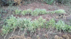 Ημαθία: Μέσα σε δάσος καλλιεργούσε χασισοφυτεία