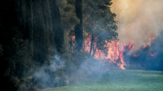  Φωτιά στο Γεράκι Αμαλιάδας: Οι βροχοπτώσεις βοηθούν τις πυροσβεστικές δυνάμεις – Καλύτερη η εικόνα