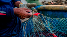 Ψαράς έπιασε καρχαρία στην Εύβοια - Δείτε φωτογραφία 