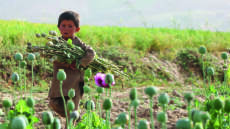 Το απόρρητο πρόγραμμα των 9 δισ. της CIA στο Αφγανιστάν - «Βομβάρδισαν» με τροποποιημένους σπόρους παπαρούνας για να πλήξουν το εμπόριο ηρωίνης