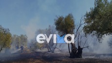 Φωτιά τώρα σε αγροτική έκταση στη Βόρεια Εύβοια