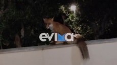 Η κυρία Τούλα και η αλεπού: Μια ιδιαίτερη φιλία στην Κάρυστο - «Την ταΐζω μέχρι και αστακομακαρονάδα»