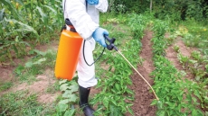 Έρευνα εντοπίζει μακροχρόνιες επιπτώσεις στον εγκέφαλο των ποντικών από την έκθεση σε κοινό ζιζανιοκτόνο