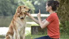Γιατί δεν πρέπει να λέτε τη λέξη «Όχι» στον σκύλο σας- Τι να κάνετε αντί για αυτό