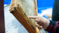 Σπούδασαν, εργάστηκαν αλλά τα παράτησαν όλα για να ασχοληθούν με τη μελισσοκομία - Τι λένε 4 νέοι στο protothema.gr