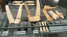 Χαλκιδική: Αποκαταστάθηκαν πλήρως το Σπήλαιο και το Μουσείο Πετραλώνων που μαρτυρούν τα μυστικά της Παλαιολιθικής Εποχής