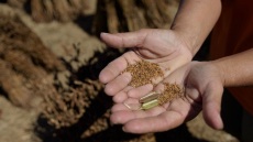 Σαμ’ το καστανοκόκκινο μικρόκαρπο σουσάμι της Λήμνου