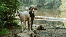 Αυτά είναι τα πράγματα που μπορεί να μάθει ένας σκύλος από έναν άλλο