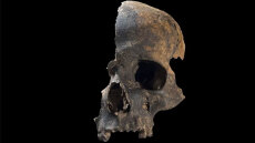 Βρετανία: Ανατριχιαστικά ευρήματα ρίχνουν φως σε αιματηρή σφαγή - Τα θύματα φαγώθηκαν από κανίβαλους