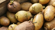 Μπορούμε να φάμε τις πατάτες που έχουν βλαστήσει;