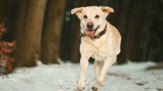 Πόσο κρύο αντέχει ένας σκύλος – Μάθετε από τι εξαρτάται