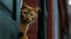Τα πρώτα μέρη που πρέπει να ψάξετε αν χάθηκε η γάτα σας
