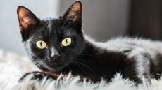 Αυτή είναι η πιο δύσκολη περίοδος στη ζωή μιας γάτας 