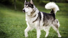 Τραγωδία στο Βέλγιο: Νεκρός 7χρονος από επίθεση σκύλων στο εκτροφείο της οικογένειάς του