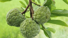 Φυσικό παυσίπονο: Πολύτιμα αντιφλεγμονώδη τα φύλλα αυτού του τροπικού και γλυκού καρπού