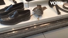 Γεράκι εγκλωβίστηκε σε κατάστημα στη Θεσσαλονίκη, δείτε βίντεο