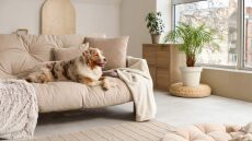 Αυτά είναι τα πράγματα που δεν πρέπει να κάνετε όταν ζείτε με έναν ηλικιωμένο σκύλο