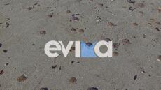 Χιλιάδες μωβ μέδουσες ξεβράστηκαν σε παραλίες της Εύβοιας - Δείτε φωτογραφίες