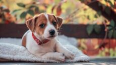 Γιατί (δεν) πρέπει να πάρουμε σκύλο: Τα υπέρ και τα κατά όπως τα αποκαλύπτουν οι ιδιοκτήτες σκύλων