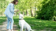 Τι πρέπει να κάνετε αν ο σκύλος σας φάει κάτι από κάτω στη βόλτα