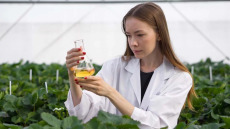 Καρκίνος Παχέος Εντέρου: Το αρωματικό φυτό που βάζει φρένο στην ανάπτυξη καρκινικών κυττάρων