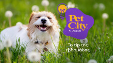 Πώς να φροντίσετε σωστά τη στοματική υγιεινή του σκύλου σας- Χρήσιμα tips