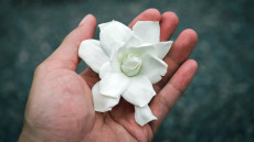 Νευροπάθειες: Το λουλούδι με το συναρπαστικό έργο – Οι χημικές του ουσίες υπόσχονται αναγέννηση των νεύρων