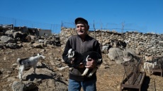 «Του τσοπάνη»: η 6η γενιά της φάρμας Γεωργούλη τυροκομεί στα βοσκοτόπια της Χίου