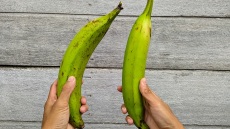 Plantains: Πού θα βρείτε στο κέντρο της Αθήνας «μπανάνες» από την Αφρική