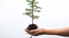 Αναπάντεχες λύσεις και για το περιβάλλον