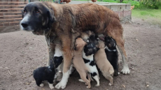Εθελοντές της Adopt a Paw Today απευθύνουν έκκληση για τα αδέσποτα στον Δήμο Τροιζηνίας-Μεθάνων