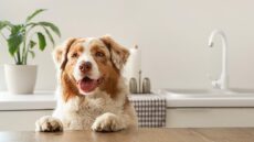 Η φυσική και υγιεινή λιχουδιά που ξετρελαίνει τους σκύλους