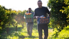 Τα εσπεριδοειδή της Άρτας: Μια ιστορία 100 ετών στο περιβόλι της Ηπείρου