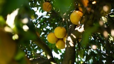 Τα «ξινά» της Άρτας: Τα εσπεριδοειδή στο μικροσκόπιο
