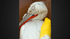 Αργυροπελεκάνος έπαθε ηλεκτροπληξία στις Πρέσπες, εντοπίστηκε χάρη στον πομπό του