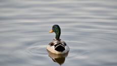 Χανιά: 48χρονος τραυμάτισε πάπια με ψαροντούφεκο και μετά απείλησε να κάψει περαστικούς