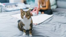 Πώς να βοηθήσετε τη γάτα σας να συνηθίσει μια αλλαγή στη ζωή της