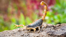 Άνδρας τσιμπήθηκε από σκορπιό στα Τρίκαλα - Μεταφέρθηκε στο νοσοκομείο 