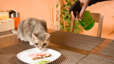 Δείτε τι θα συμβεί αν ψεκάσετε τη γάτα σας με νερό για να τη συνετίσετε