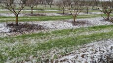 Λάρισα: Χαλάζι κατέστρεψε φιστικιές στα Μύρα - Δείτε φωτογραφίες