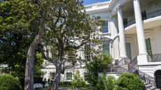 Τέλος από τον Λευκό Οίκο η μανόλια του Άντριου Τζάκσον – Ο Τραμπ ανακοίνωσε πως θα κοπεί το ιστορικό δέντρο