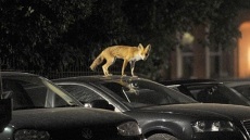 Μικρή αλεπού βρέθηκε βαριά τραυματισμένη στην Κυψέλη - Έπεσε από βράχο λόφου της περιοχής